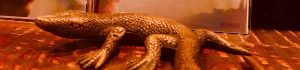 Lezard 29th お祝いセッション　Edy河野(B) 加藤鉄(Pf) PM 7-11※S